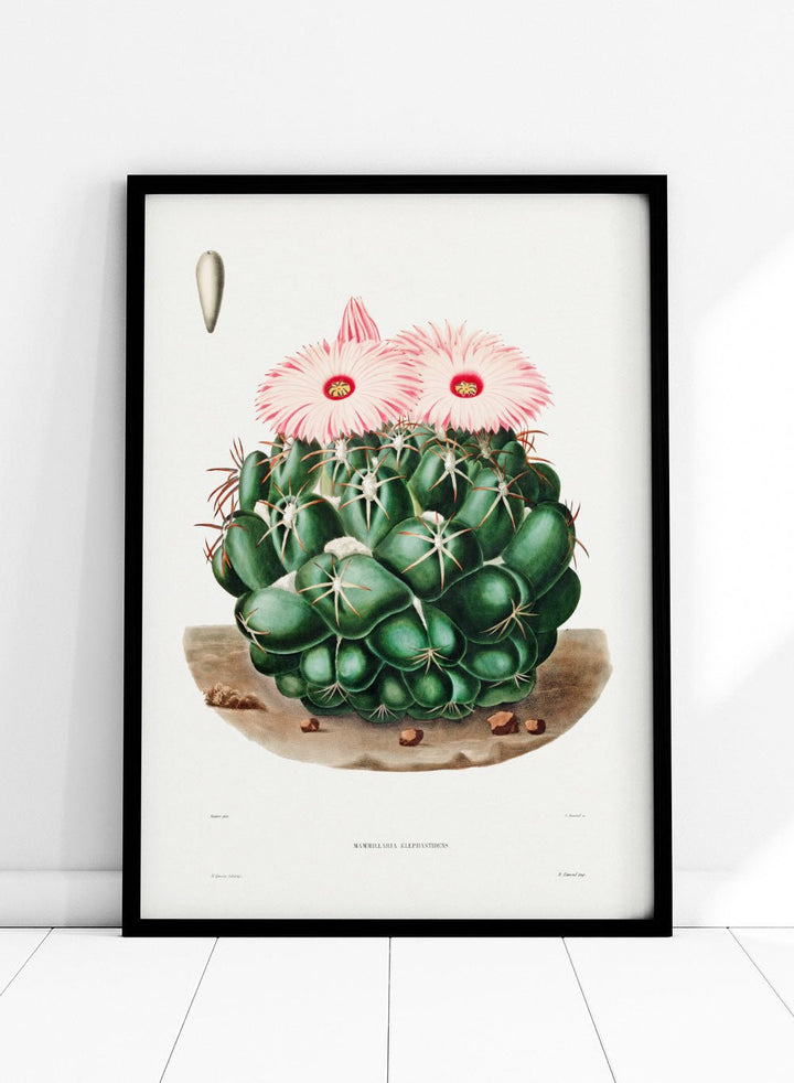Elephants Tooth Cactus Vintage Art Print BA31_Sugar & Canvas