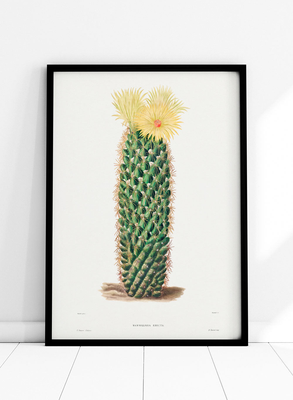 Hedgehog Cactus Botanical Flowers Vintage Wall Art Print | Spring Succulent, Green Plants, Colorful Floral Poster, Retro Antique Decor