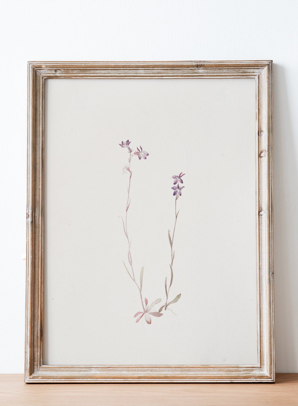 "Lobelia Kalmii" Art Print_Sugar & Canvas