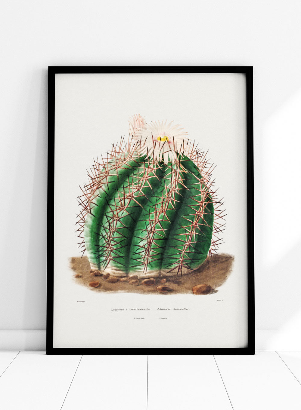 Turk's Head Cactus Botanical Flowers Vintage Wall Art Print | Succulent, Green Plants, Colorful Floral Poster, Retro Antique Decor 