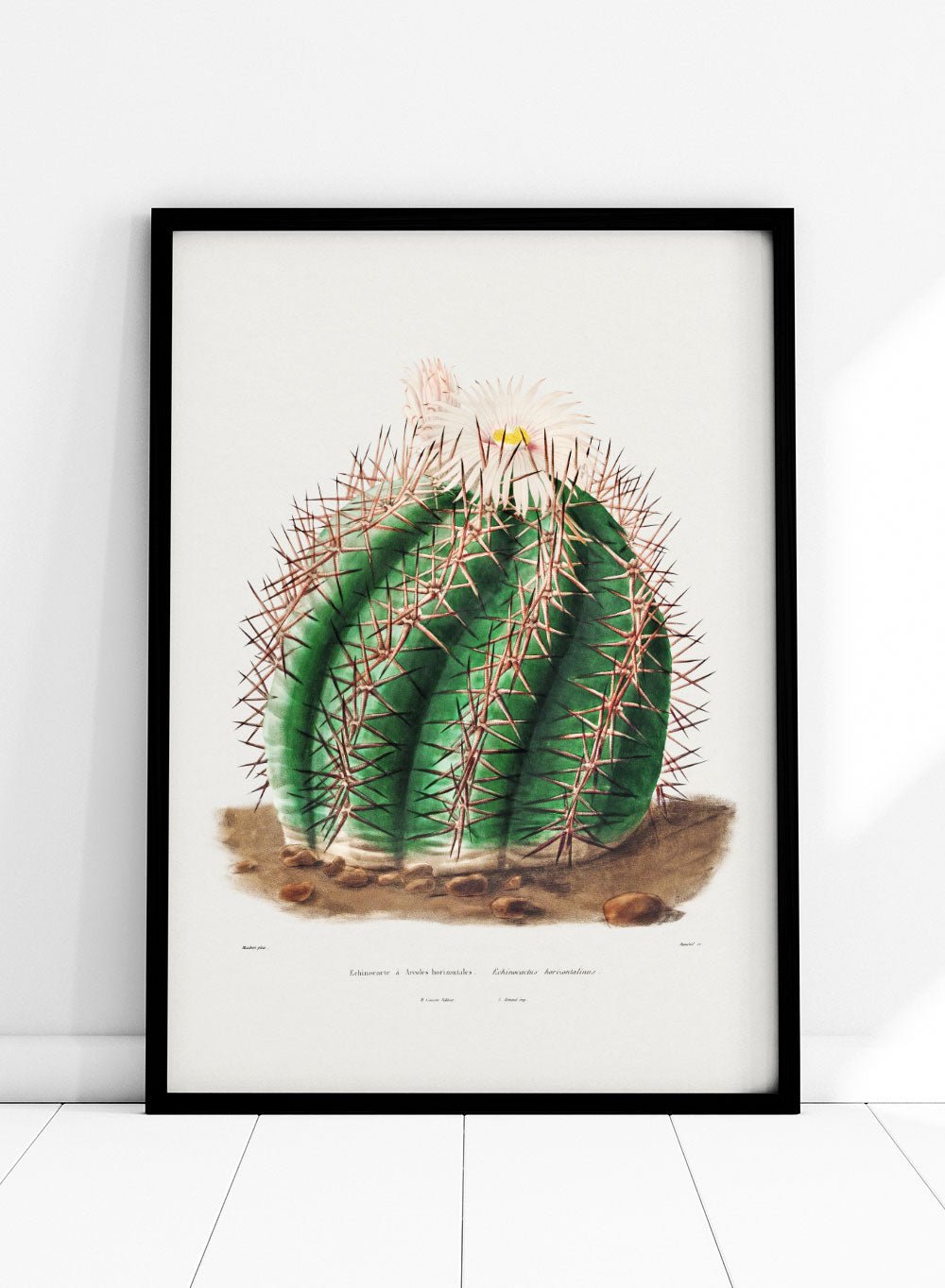 Turk's Head Cactus Vintage Art Print BA32_Sugar & Canvas