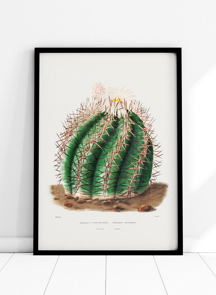 Turk's Head Cactus Vintage Art Print BA32_Sugar & Canvas