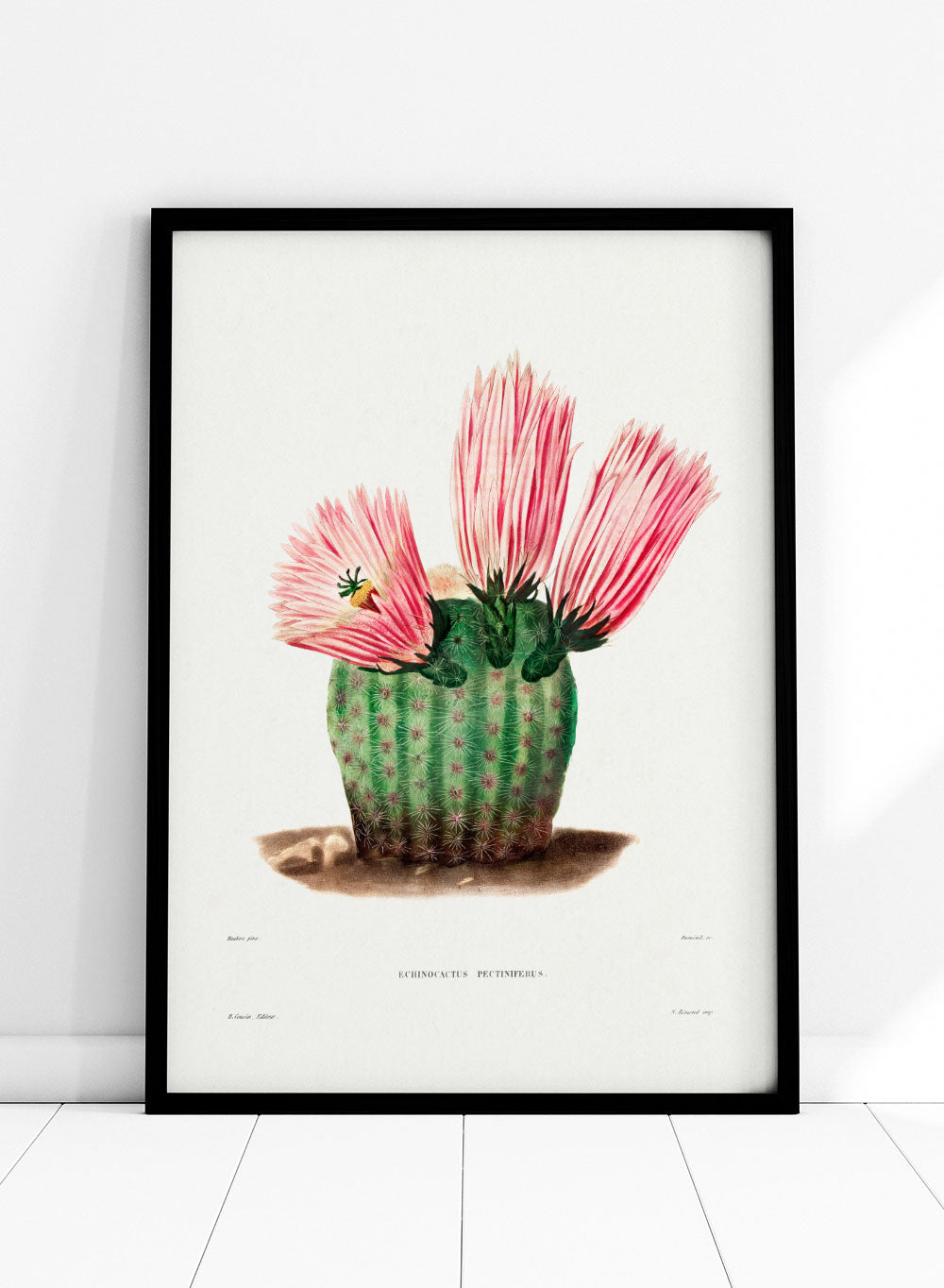 Rainbow Cactus Botanical Flowers Vintage Wall Art Print | Spring Succulent, Green Plants, Colorful Floral Poster, Retro Antique Decor