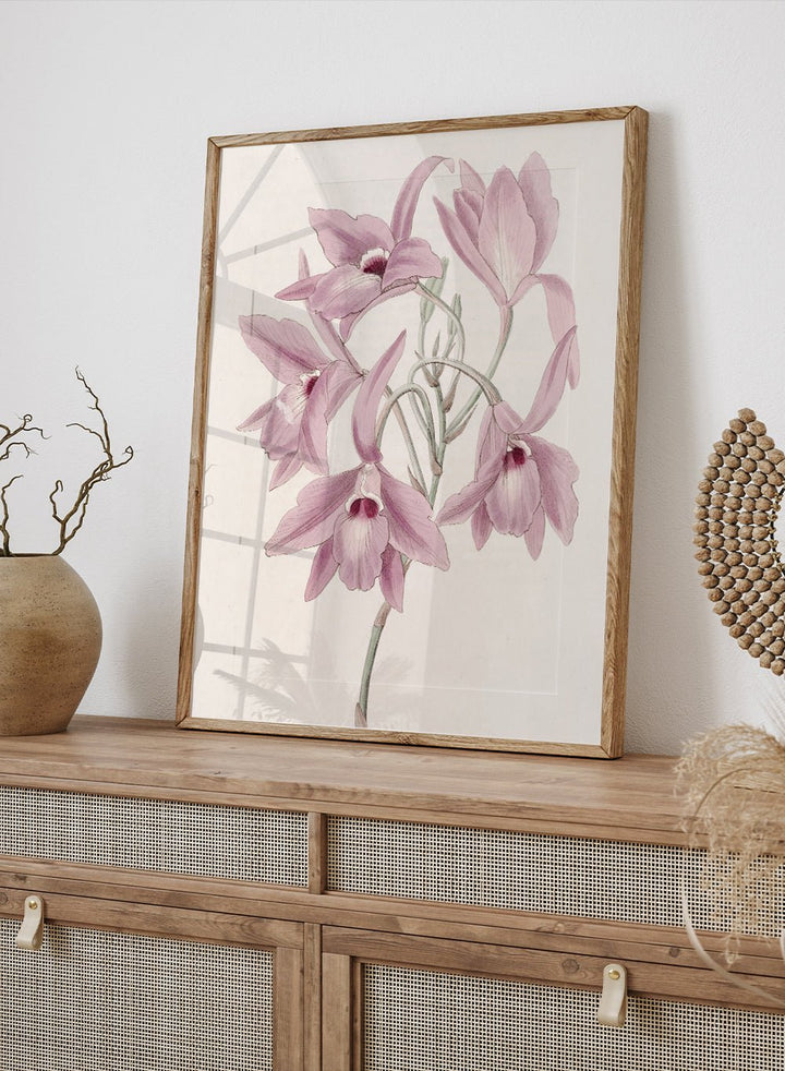 "Long - stalked Laelia" Art Print_Sugar & Canvas