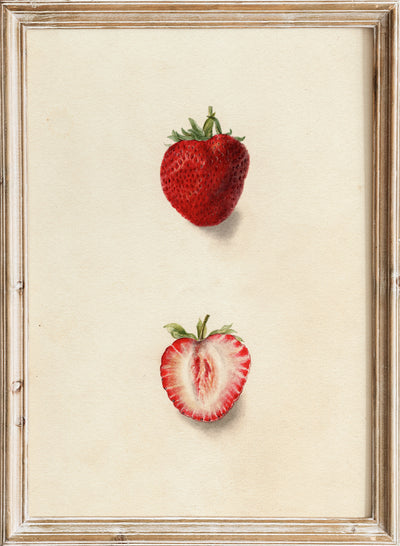Deborah Griscom Passmore - Fragaria Nick Ohmer, Vintage Strawberries Fruit Still Life Wall Art Print | Minimal Food Watercolor Painting Poster, Rustic Kitchen Farmhouse Cottagecore