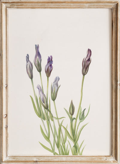 Mary Vaux Walcott - Gentian (Gentiana macounii),Vintage Purple Gentian Flowers Botanical Still Life Wall Art Print | Minimalist Wildflower Floral Plant Watercolor Painting Decor