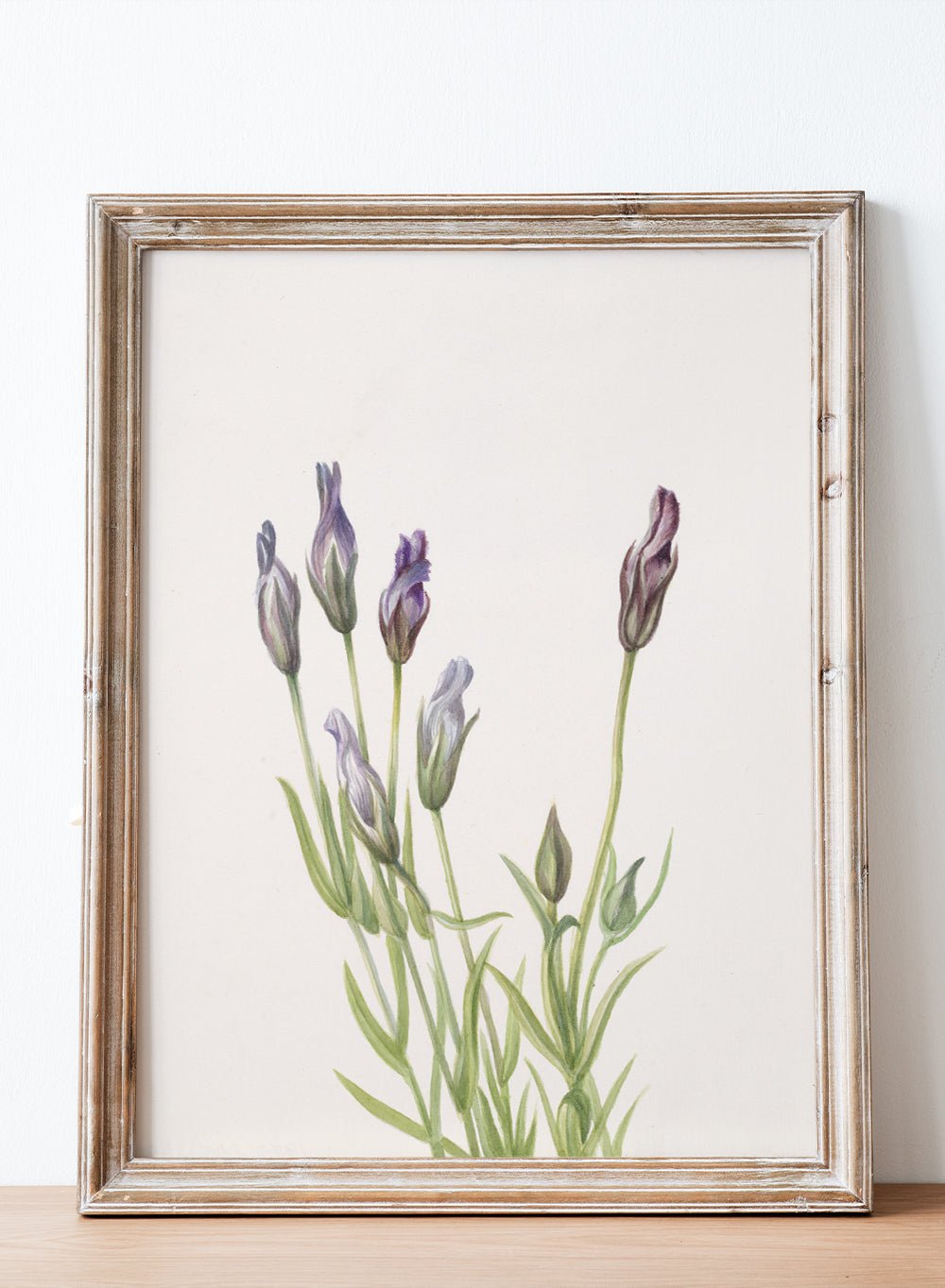 "Gentian" Art Print_Sugar & Canvas