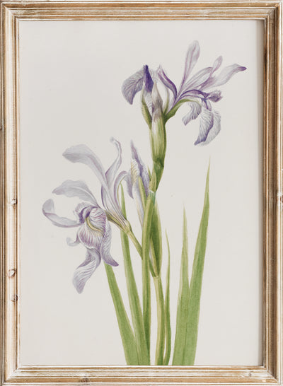 Mary Vaux Walcott - Western Blue Flag (Iris missouriensis) , Vintage Purple Iris Flower Botanical Still Life Wall Art Print | Minimalist Wildflower Floral Plant Watercolor Painting Decor