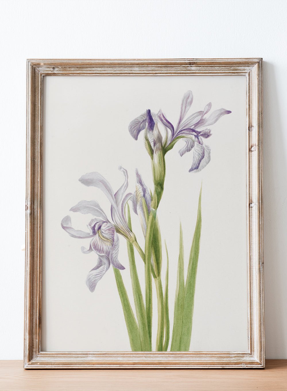 "Western Blue Flag" Art Print_Sugar & Canvas