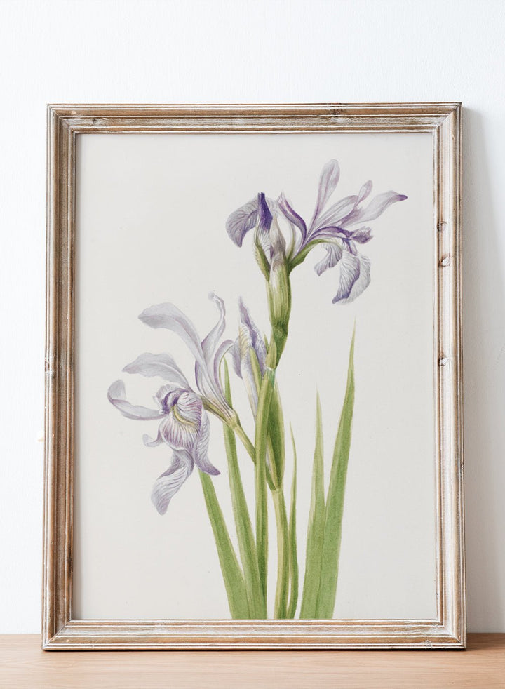 "Western Blue Flag" Art Print_Sugar & Canvas