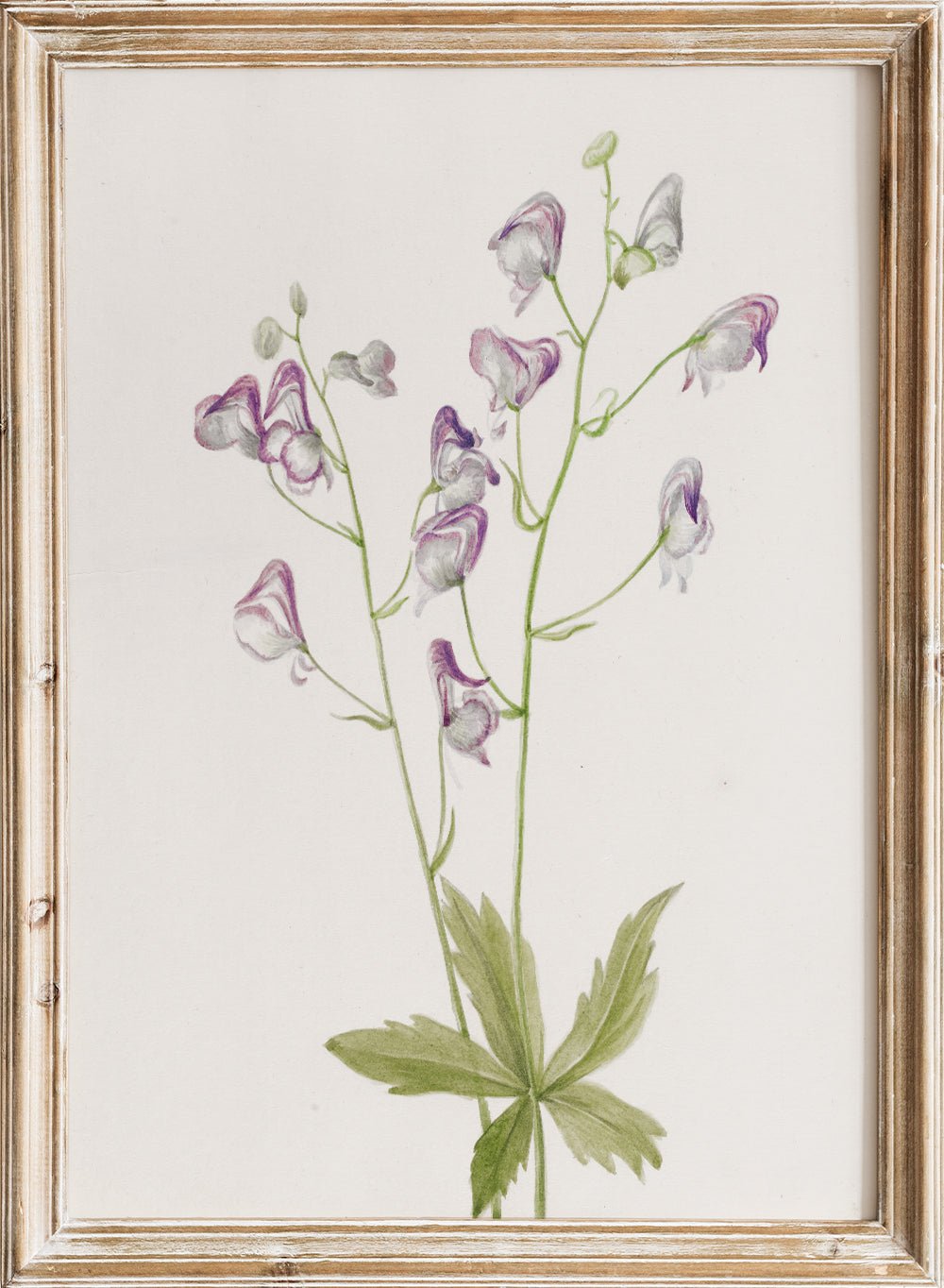 "Western Monkshood" Art Print_Sugar & Canvas