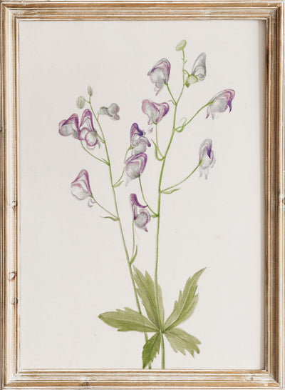 Mary Vaux Walcott - Western Monkshood (Aconitum columbianum) (1933), Vintage Purple Monkshood Flowers Botanical Still Life Wall Art Print | Minimalist Wildflower Floral Plant Watercolor Painting Decor