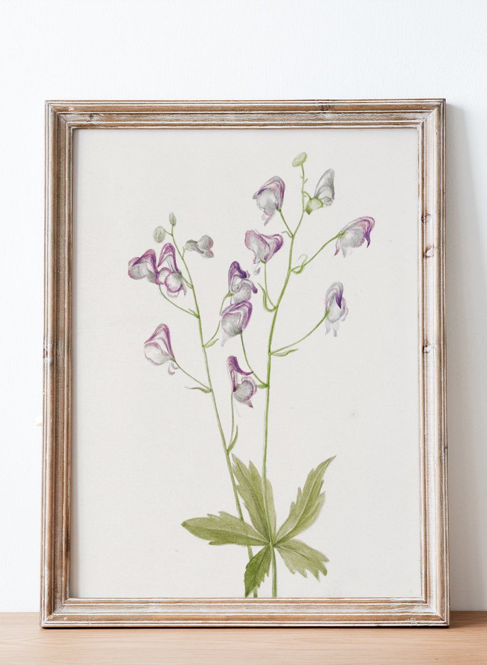 "Western Monkshood" Art Print_Sugar & Canvas