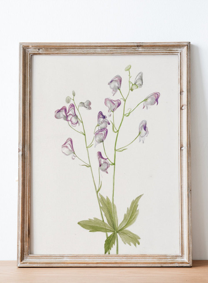 "Western Monkshood" Art Print_Sugar & Canvas