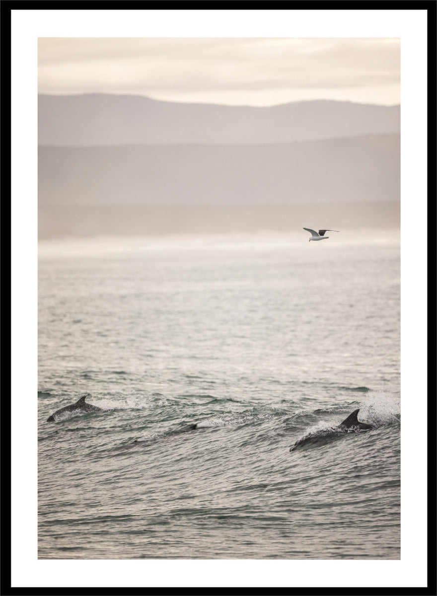 A framed photographic art print depicting dolphins swimming in a misty ocean with a bird flying in the distance. Ocean’s Dance by Shot by Clint ocean photography print featuring dolphins, rolling waves, a flying bird, and hazy coastal hills.