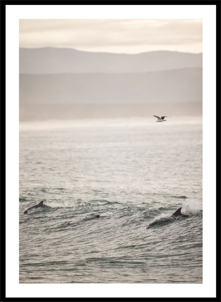 A framed photographic art print depicting dolphins swimming in a misty ocean with a bird flying in the distance. Ocean’s Dance by Shot by Clint ocean photography print featuring dolphins, rolling waves, a flying bird, and hazy coastal hills.