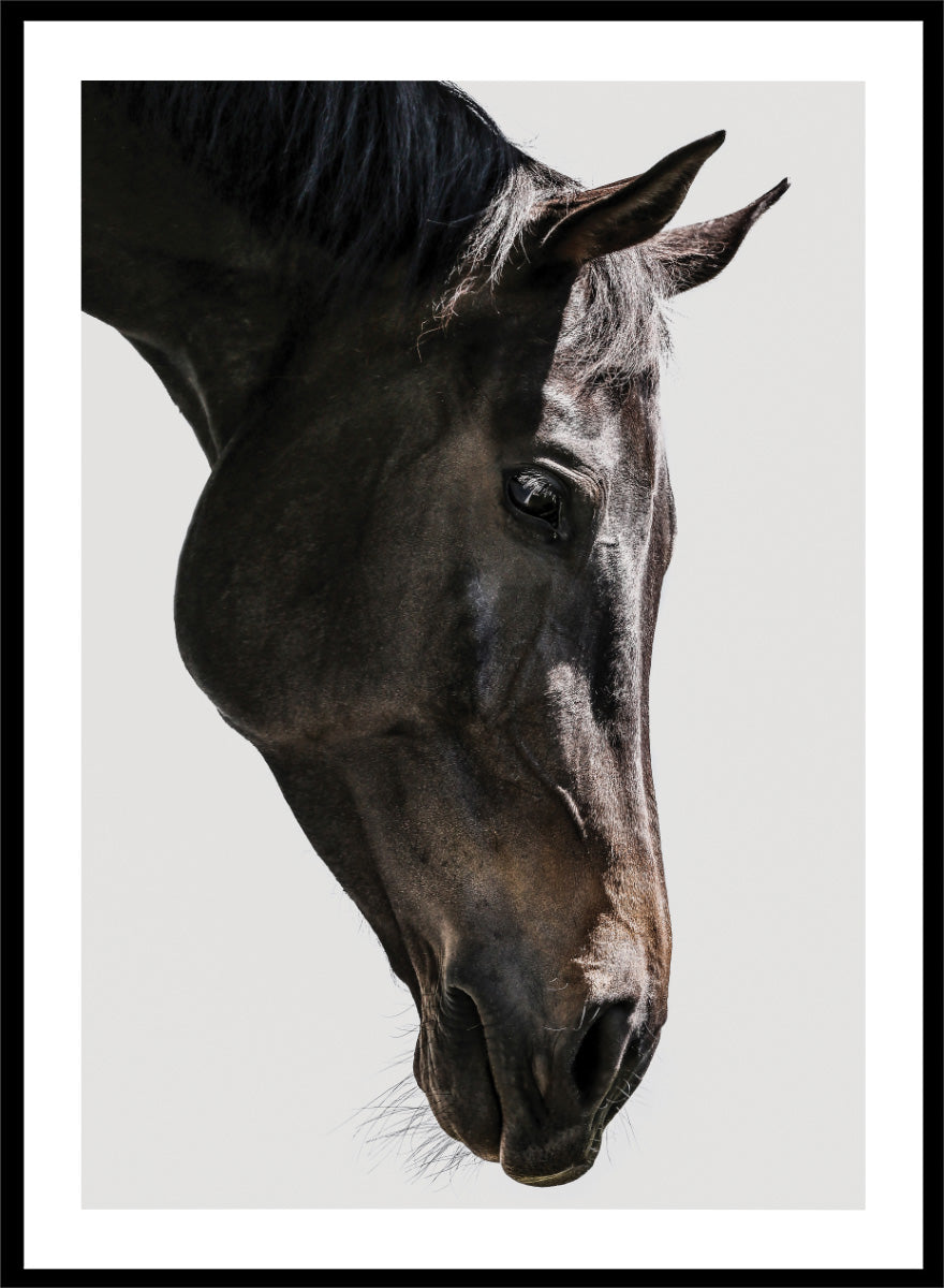 A framed photographic art print featuring a close-up portrait of a dark horse's head in profile against a light gray background. Gentle Equine Gaze by Shot by Clint horse photography print featuring a close-up portrait, soft natural light, and elegant neutral tones.