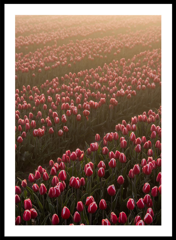 Field of pink tulips with a soft glow, likely from sunset or sunrise. Field of Flowers Art Print by Mareike Böhmer. Floral wall art photography featuring pink tulips. Officially licensed fine art print by German photographer Mareike Böhmer.