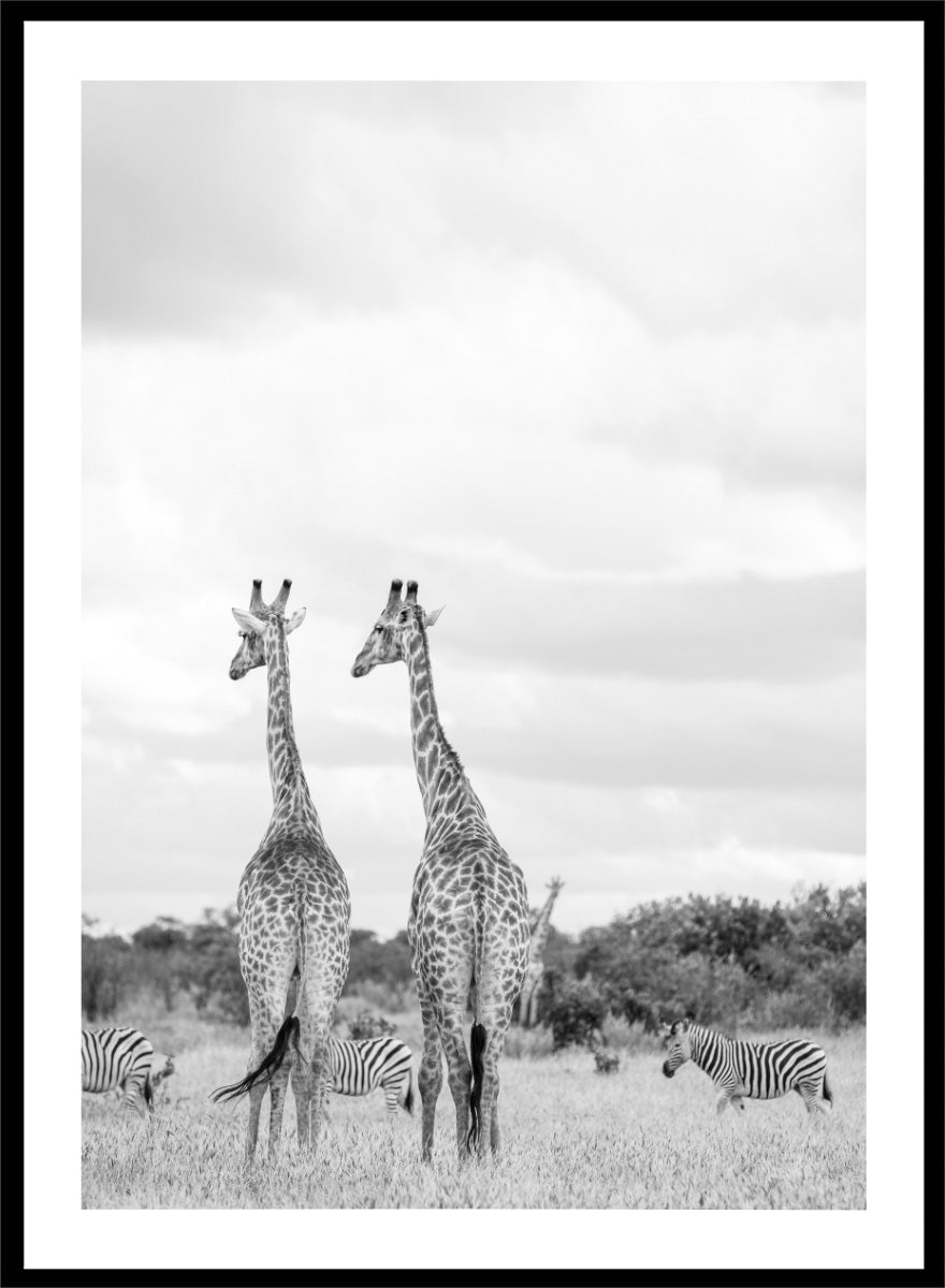 Black and white photographic art print depicting two giraffes in a savanna landscape with zebras and trees under a cloudy sky. Super Safari by Shot by Clint black-and-white wildlife photography print featuring two giraffes standing among zebras in the South African grasslands.