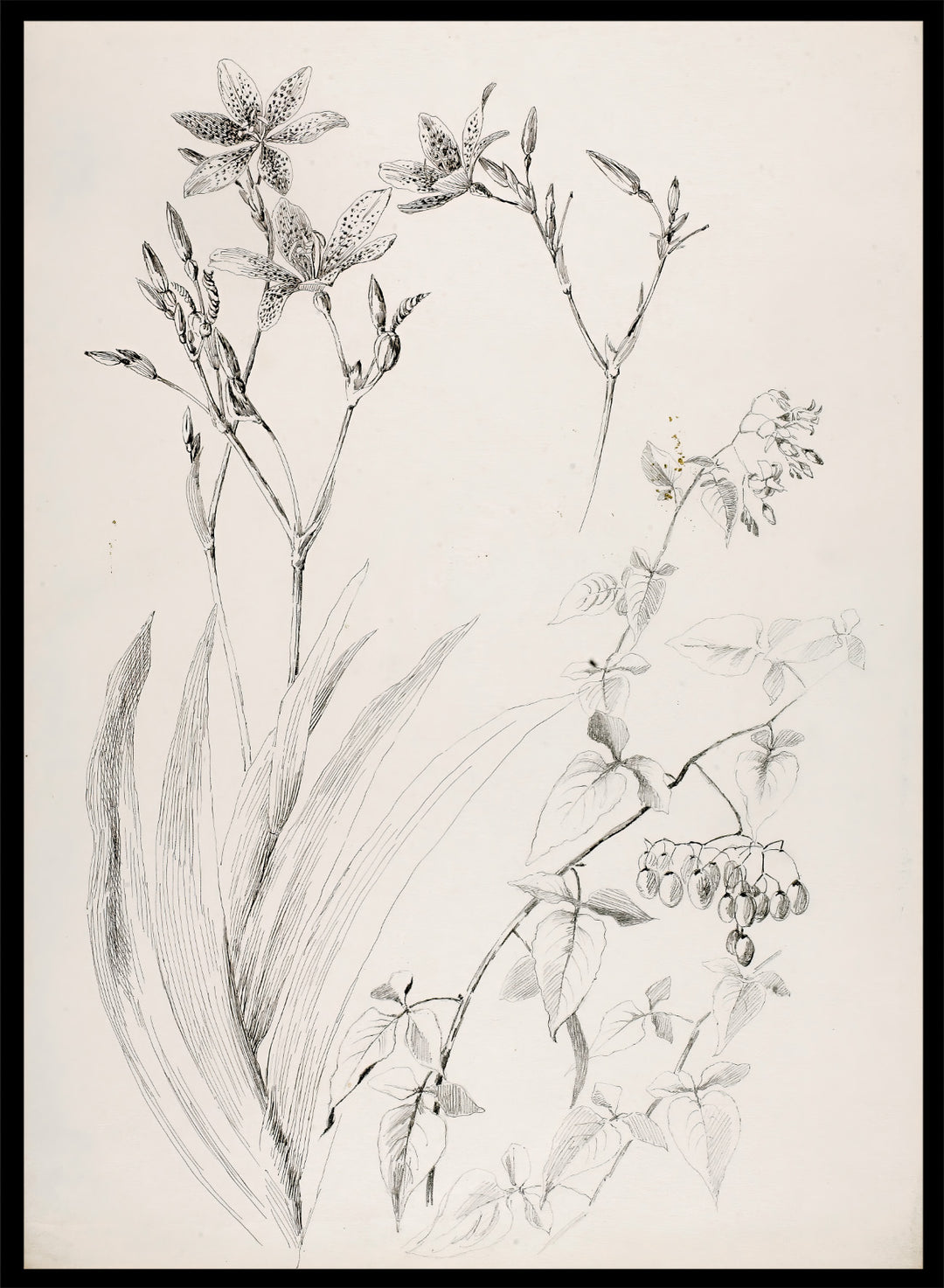 Botanical Study by George Elbert Burr is a vintage pen and ink botanical print of lilies, leaves, and berries, a detailed nature drawing for wall art.