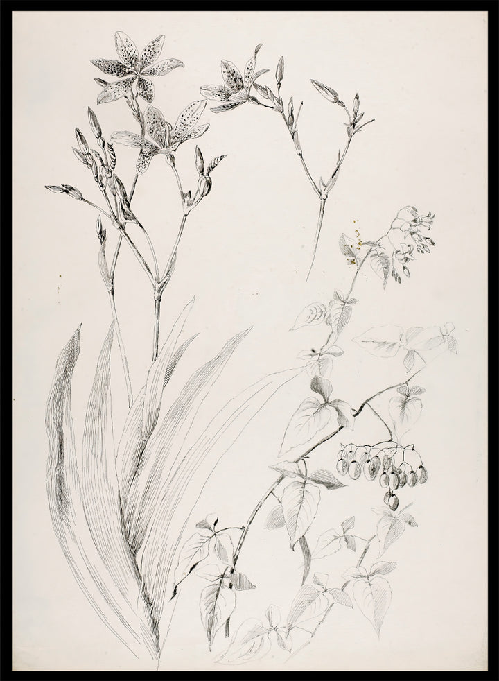 Botanical Study by George Elbert Burr is a vintage pen and ink botanical print of lilies, leaves, and berries, a detailed nature drawing for wall art.