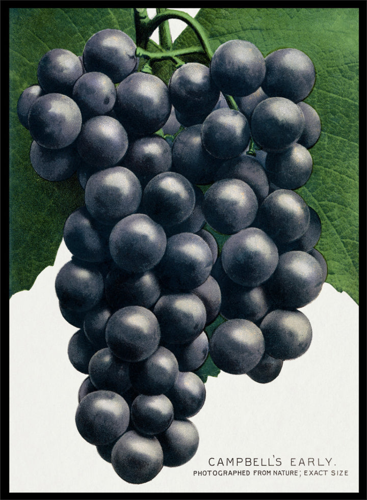 Vintage botanical illustration of a grape cluster hanging from a vine, with dark purple-black grapes and green leaves on a white background, captioned &