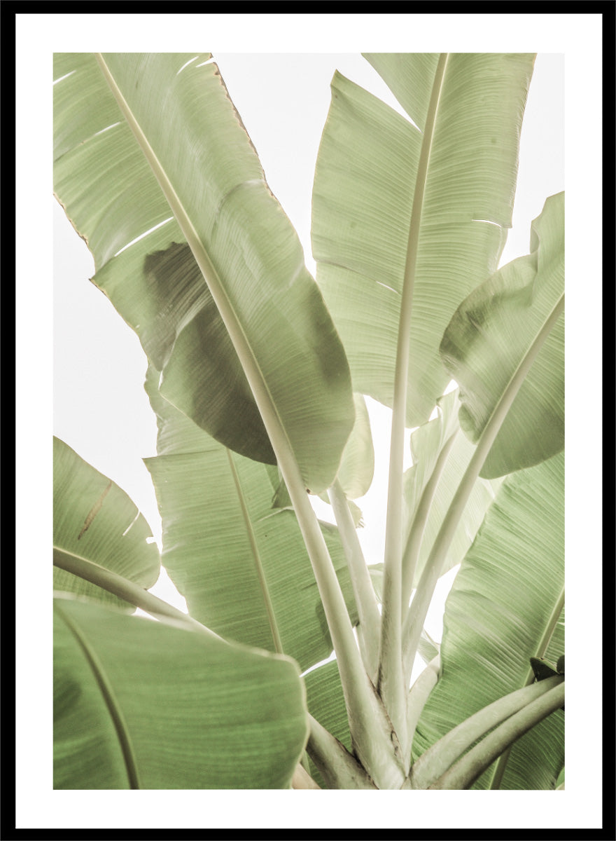 A framed botanical art print featuring large green banana leaves against a bright white background. Verdant Leafscape by Shot by Clint botanical photography print featuring layered banana leaves, pale green tones, natural texture, and bright tropical light.