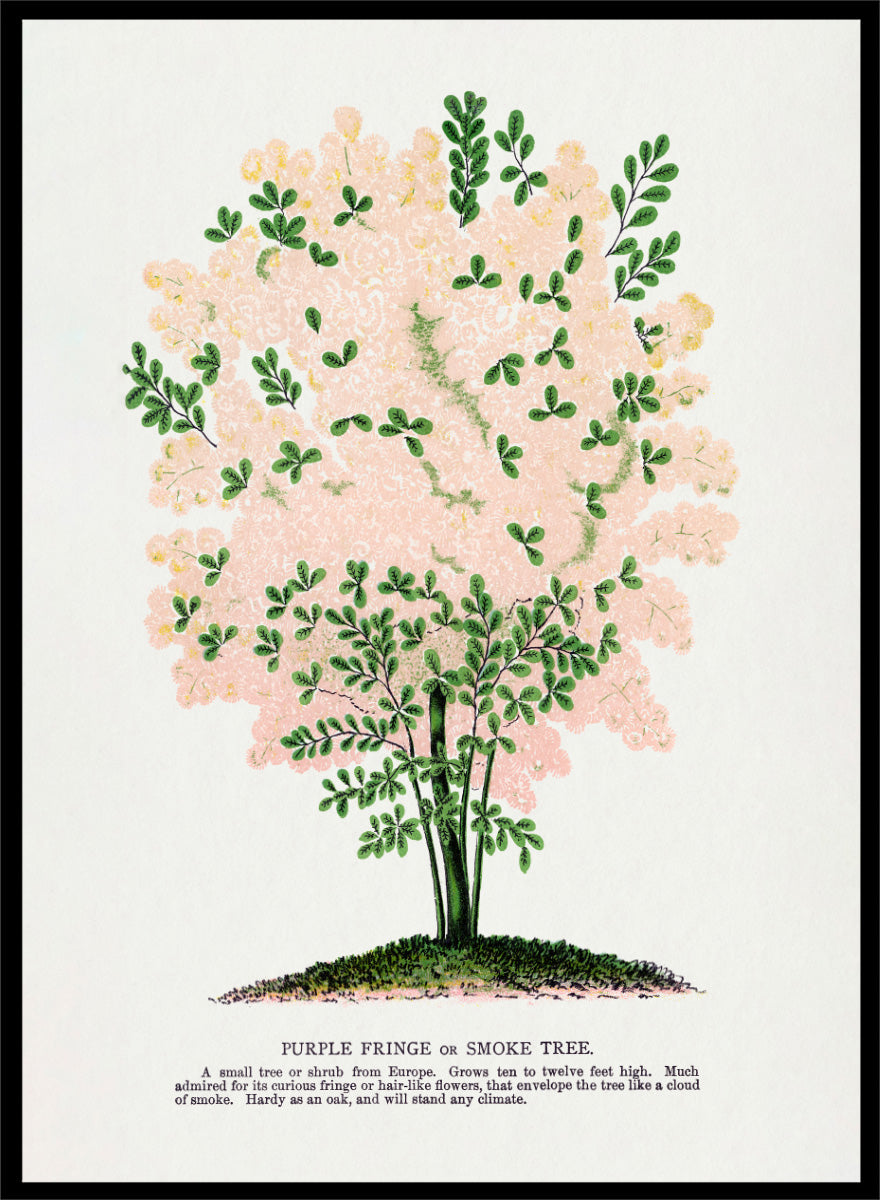 Shop the Purple Fringe Tree art print by Botanical Specimen Rochester Lithographing, a vintage botanical tree illustration featuring soft pink smoke-like blooms and green foliage from a 1900 plate.