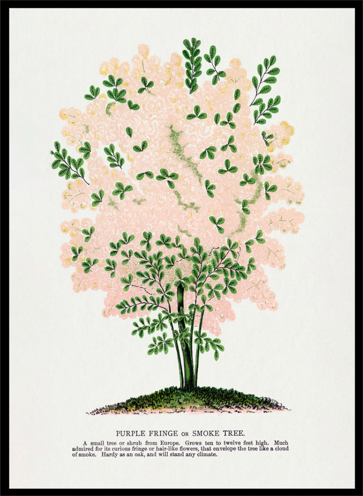 Shop the Purple Fringe Tree art print by Botanical Specimen Rochester Lithographing, a vintage botanical tree illustration featuring soft pink smoke-like blooms and green foliage from a 1900 plate.