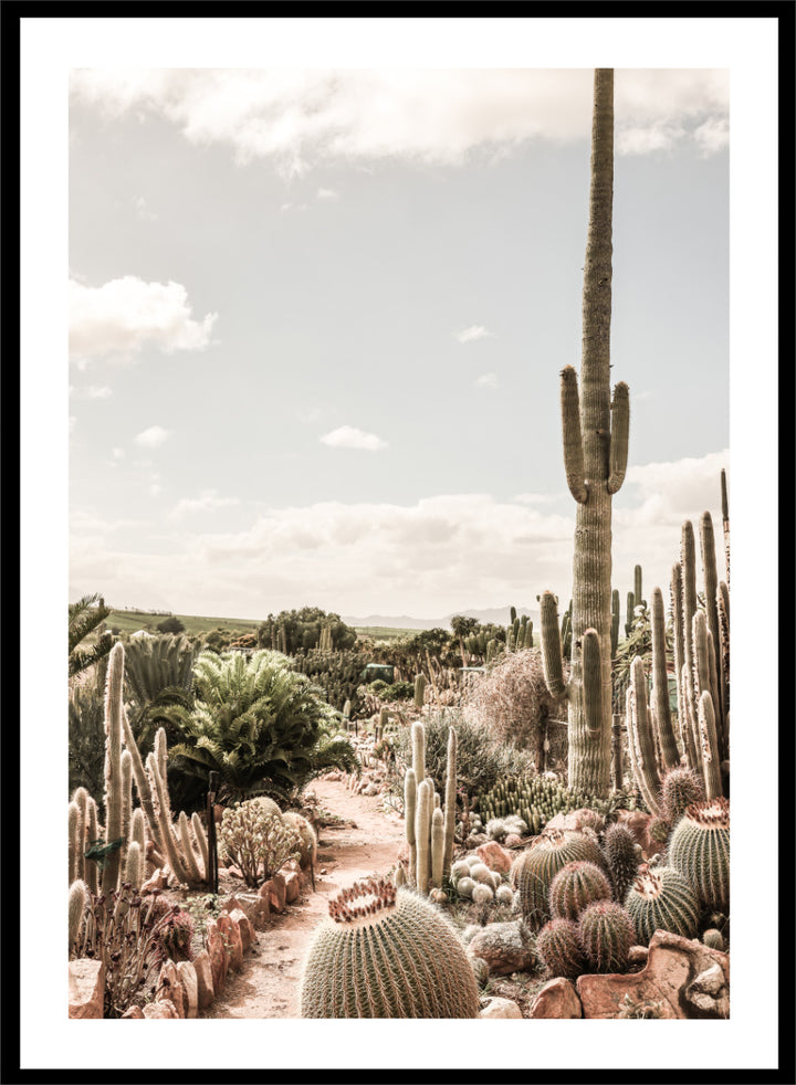 A framed art print depicting a desert landscape with various cacti and a tall saguaro under a cloudy sky. Cactus Farm by Shot by Clint desert photography print featuring towering cacti, winding garden paths, warm stone, and layered botanical texture.