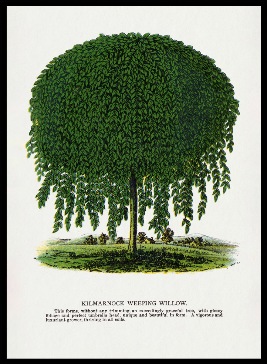 Vintage botanical illustration of a Kilmarnock weeping willow tree, shown with a rounded crown and long drooping green leaves on a white background with printed text below. Shop the Kilmarnock Weeping Willow art print by Botanical Specimen Rochester Lithographing, a vintage botanical tree illustration wit green foliage and original 1900 specimen text.