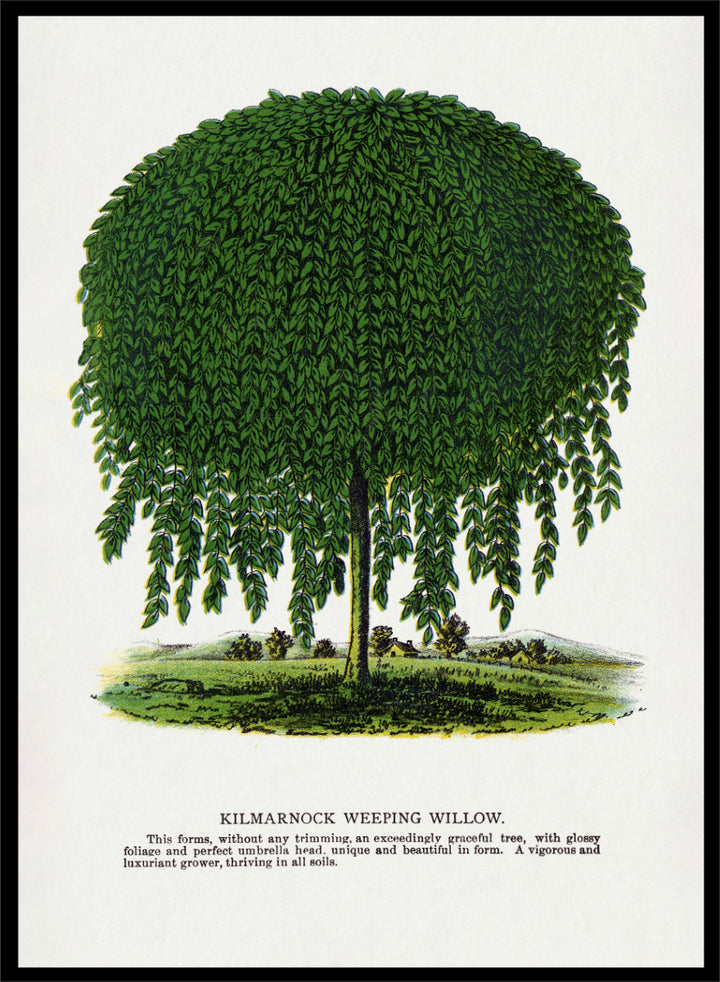 Vintage botanical illustration of a Kilmarnock weeping willow tree, shown with a rounded crown and long drooping green leaves on a white background with printed text below. Shop the Kilmarnock Weeping Willow art print by Botanical Specimen Rochester Lithographing, a vintage botanical tree illustration wit green foliage and original 1900 specimen text.