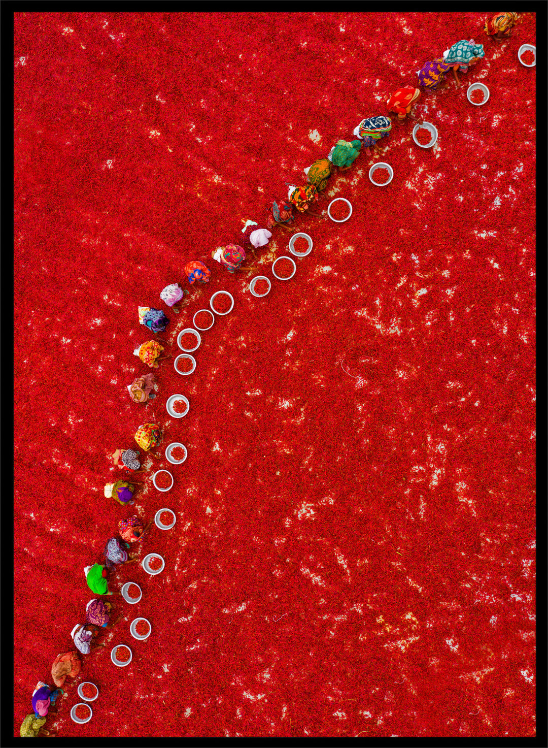 Picking Red Chilies by Azim Khan Ronnie aerial photography print showing workers harvesting red chilli fields Bangladesh, cultural documentary wall art poster