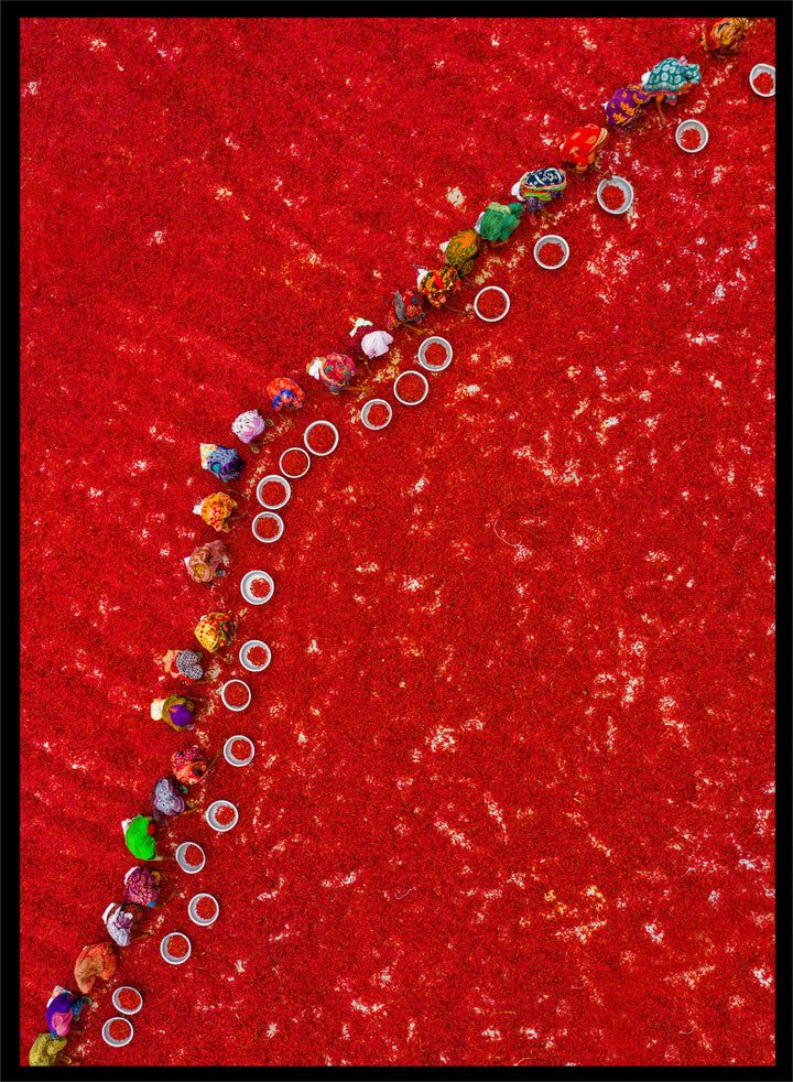 Picking Red Chilies by Azim Khan Ronnie aerial photography print showing workers harvesting red chilli fields Bangladesh, cultural documentary wall art poster