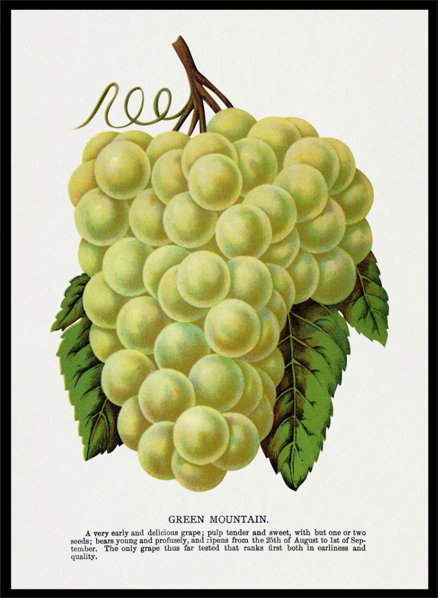 Vintage botanical illustration of a grape bunch with green leaves on a white page, captioned &