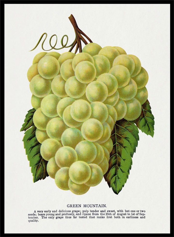 Vintage botanical illustration of a grape bunch with green leaves on a white page, captioned &
