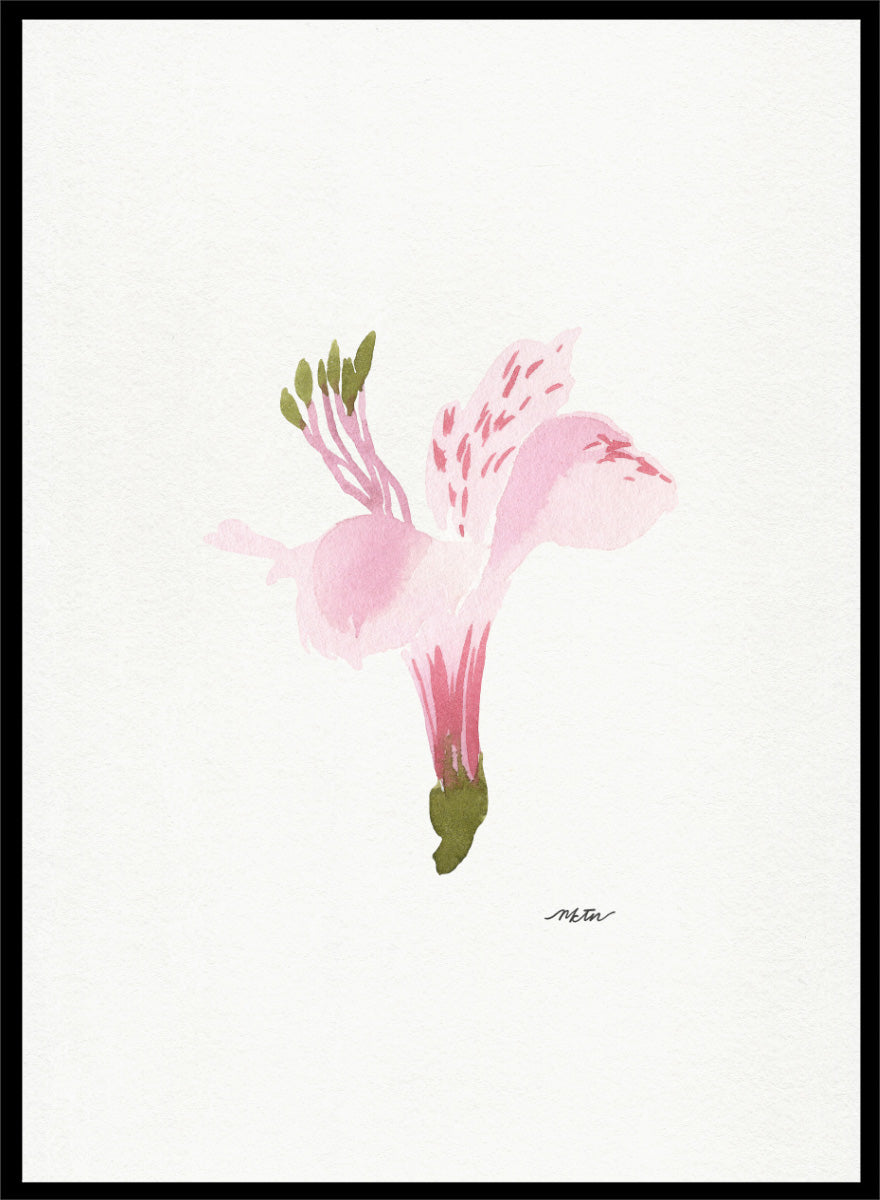 Shop Soft Pink Alstroemeria flowers by NKTN, a botanical wall art print poster featuring a single pink alstroemeria flower in a delicate watercolor style.