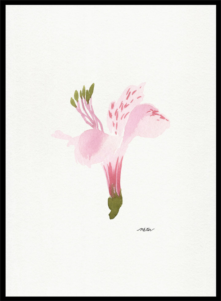 Shop Soft Pink Alstroemeria flowers by NKTN, a botanical wall art print poster featuring a single pink alstroemeria flower in a delicate watercolor style.