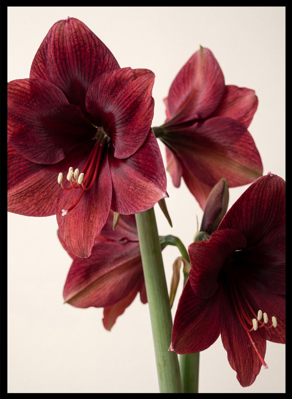 Close-up of dark red amaryllis flowers on a beige background. Red Amaryllis by Andreas Magnusson is a floral photography art print featuring bold red amaryllis flowers, modern botanical wall art style, and officially licensed artwork.