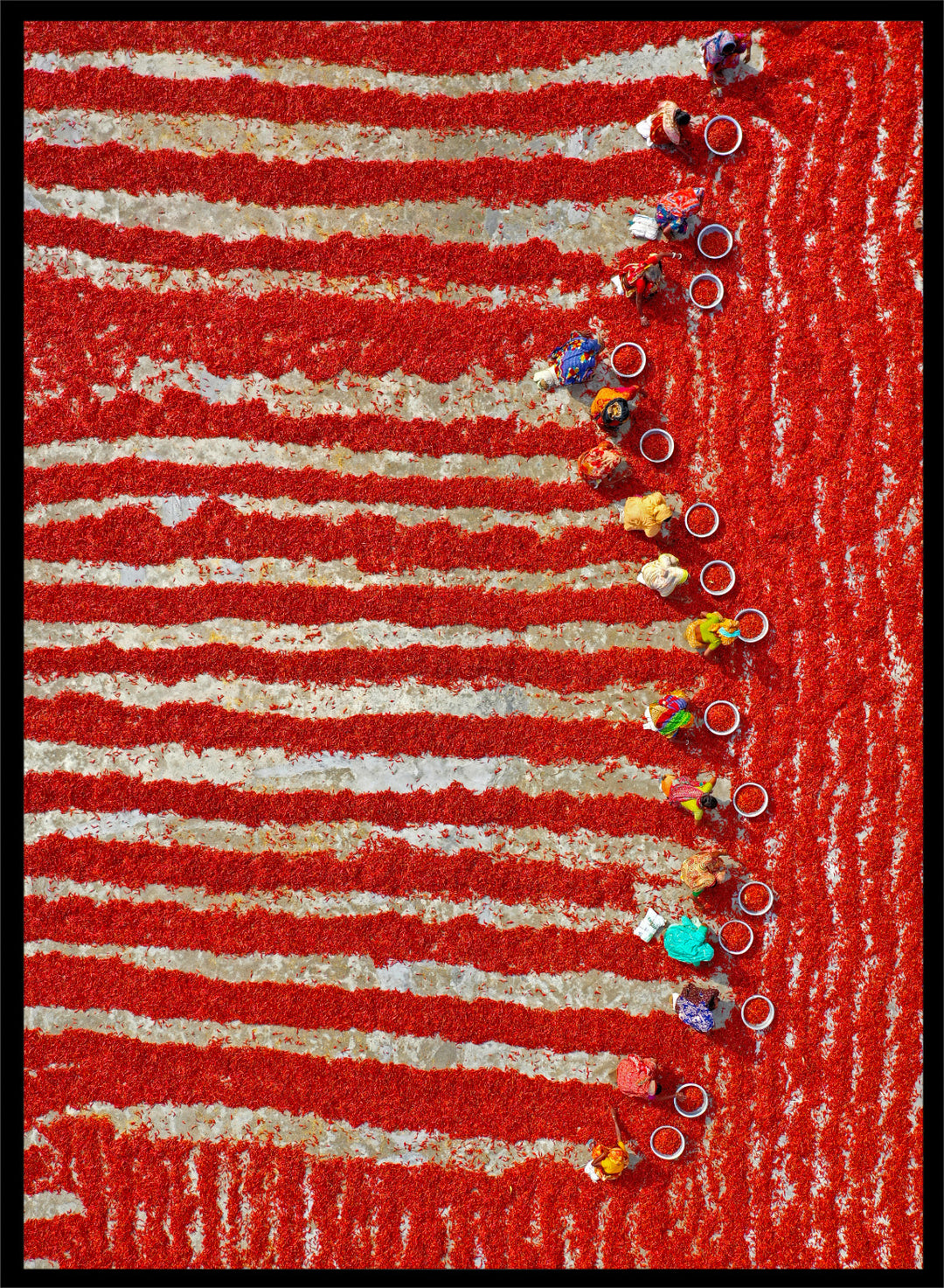 Drying Red Chilies by Azim Khan Ronnie aerial photography print showing chilli fields in Bangladesh with workers, cultural documentary wall art poster