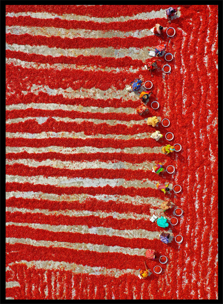 Drying Red Chilies by Azim Khan Ronnie aerial photography print showing chilli fields in Bangladesh with workers, cultural documentary wall art poster
