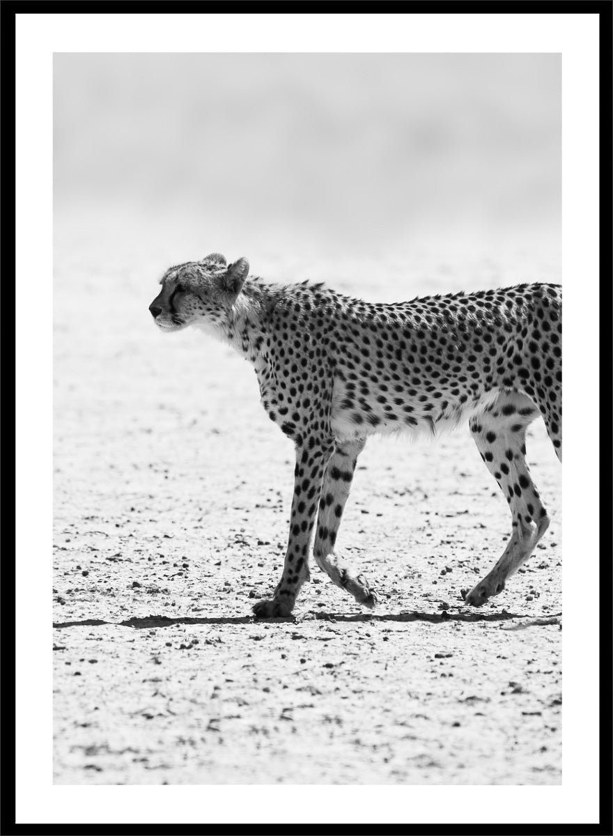 Black and white photographic art print of a cheetah walking across a sandy plain. Silent Pursuit by Shot by Clint black-and-white cheetah photography print featuring focused movement, detailed spots, and powerful wildlife imagery.