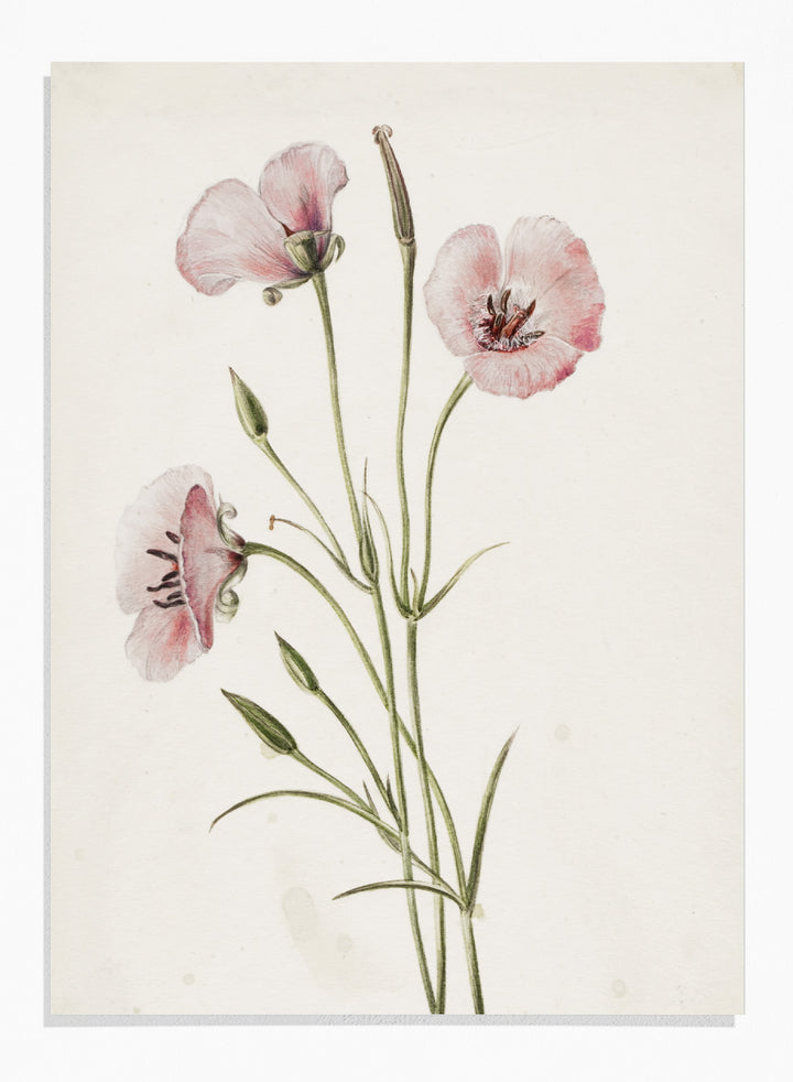 "Lilac Mariposa" Art Print