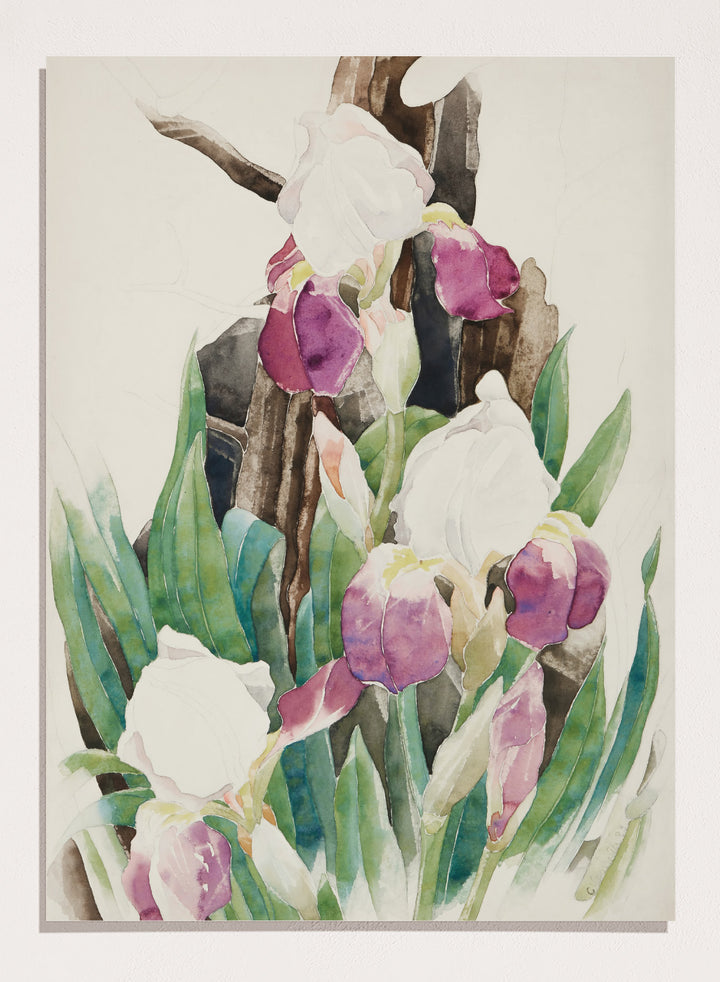 "Iris" Art Print