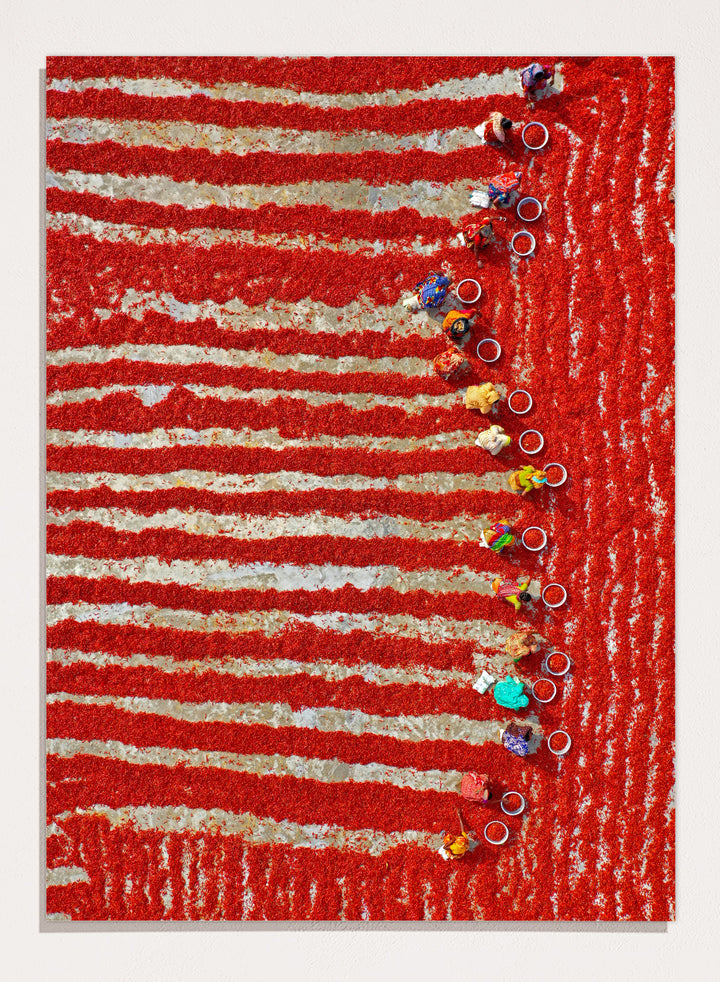 Drying Red Chilies by Azim Khan Ronnie aerial photography print showing chilli fields in Bangladesh with workers, cultural documentary wall art poster