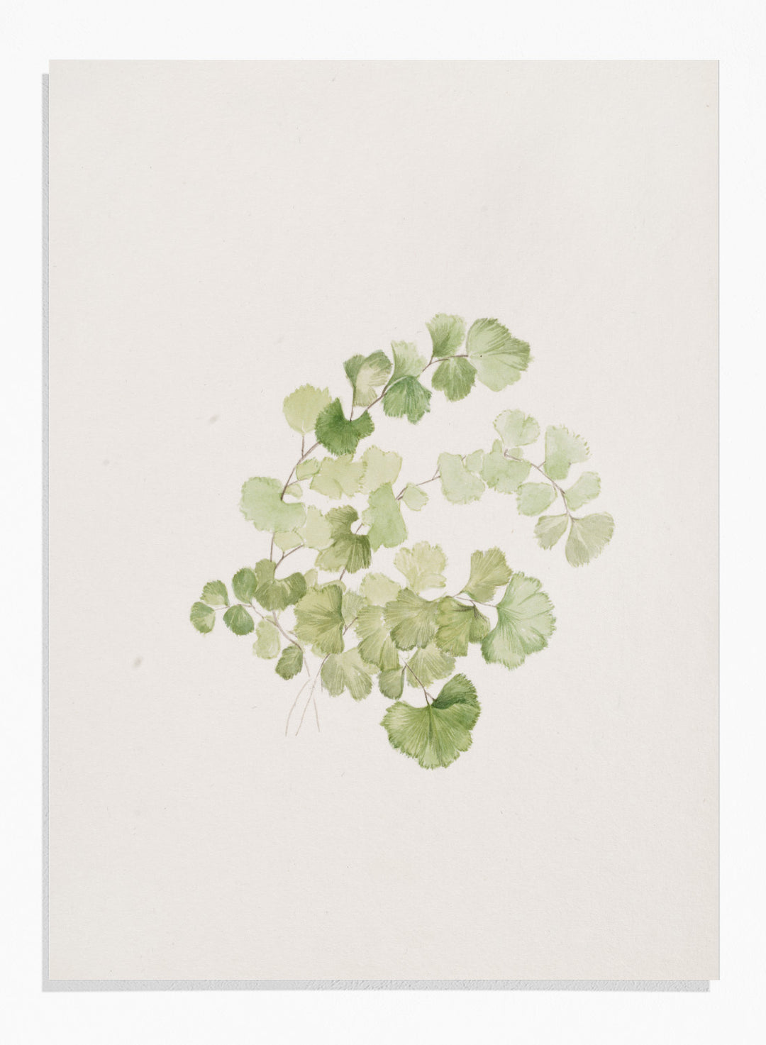 "Puccoon" Art Print