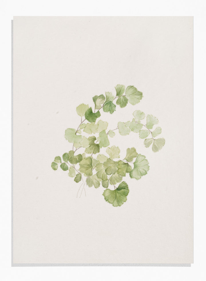"Puccoon" Art Print