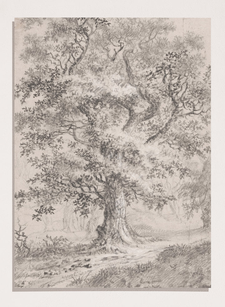 "A Leafy Oak by a Woodland Path" Art Print