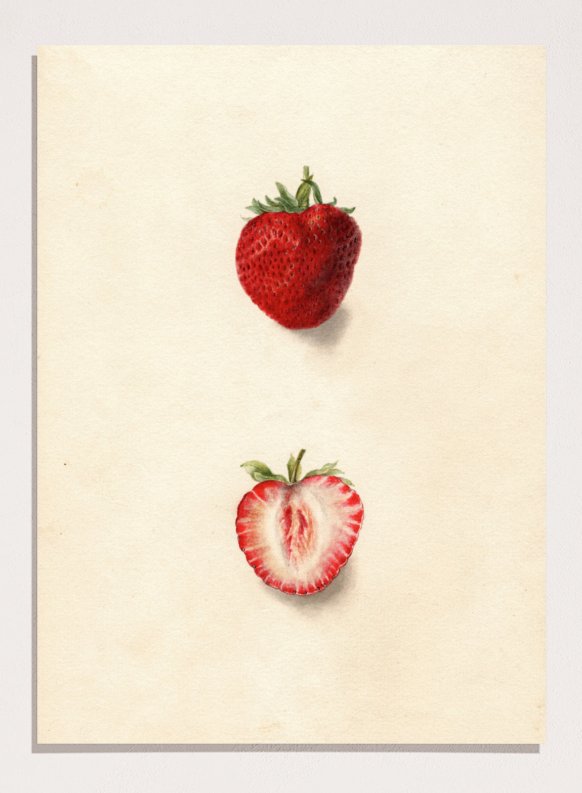 strawberryページ Deborah Griscom Passmore Strawberries Fine Art Print | Vintage