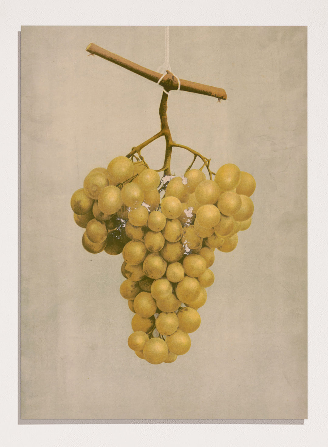 "Prize Golden Hamburg Grapes" Art Print